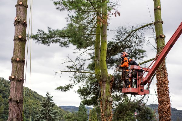 arborist-men-with-chainsaw-and-lifting-platform-cu-2025-10-03-08-12-54-utc