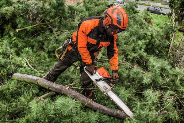 Unrecognizable lumberjack with chainsaw cutting tree branches in town.