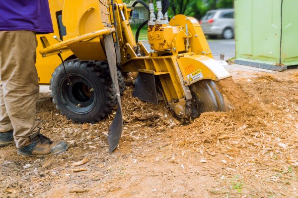 Man cuts a fallen tree stump grinder in action