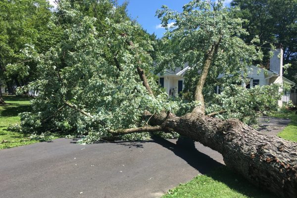 tree-that-had-fallen-in-driveway-of-home-2025-01-09-02-04-42-utc
